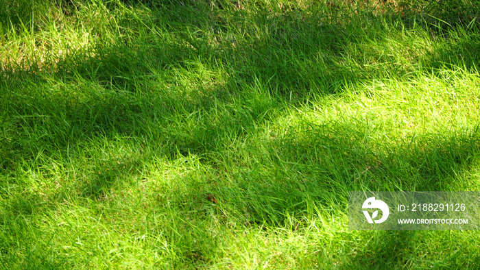 Blurry images of real natural green grass field.