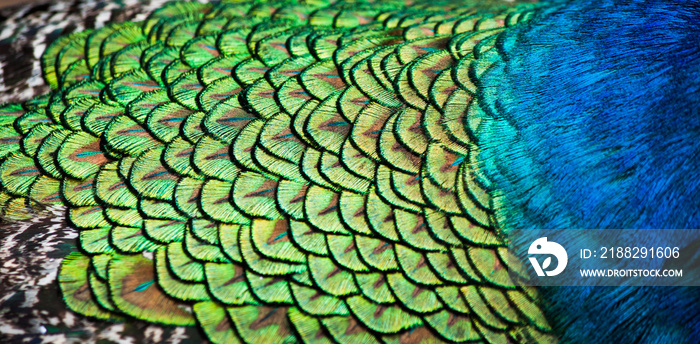 Detailed pattern of peacock feathers