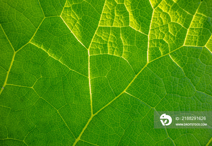 green leaf detail