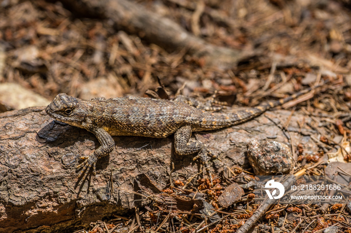 Eastern fence lizard closeup