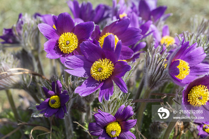 Violet spring  easter flowers  (Pulsatilla patens) in the garden