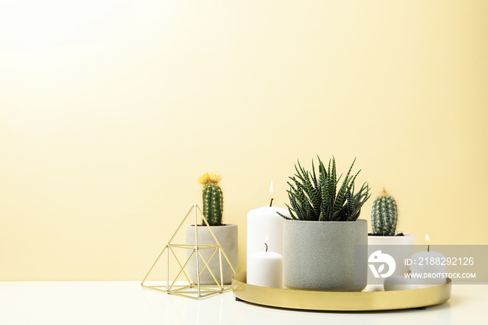 Succulent plants and candles on white table. Houseplants