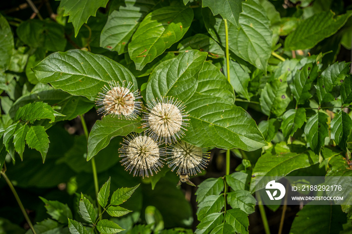 Buttonbush plant in bloom