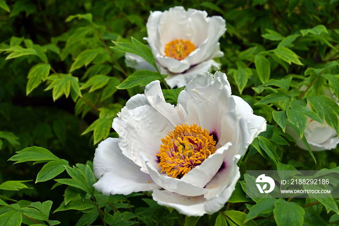 flowering bush of a tree peony with large white flowers. Blooming peonies in the botanical garden of the city.