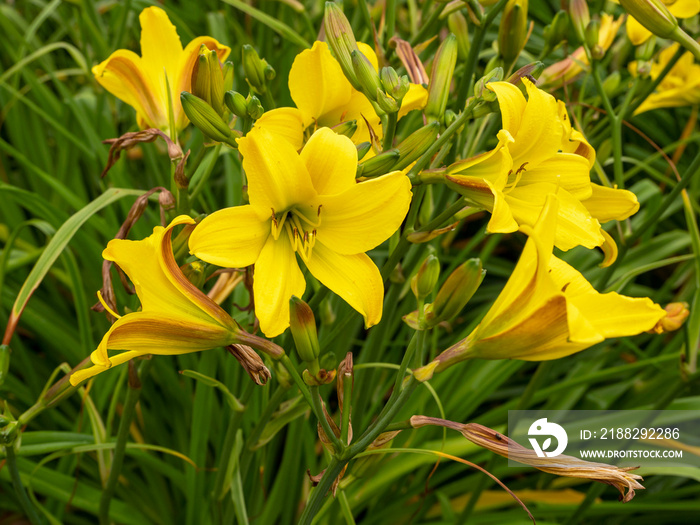 Hemerocallis daylilies Lemon Bells flowering in a garden