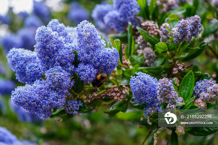 Close up of a bee on a Californian lilac