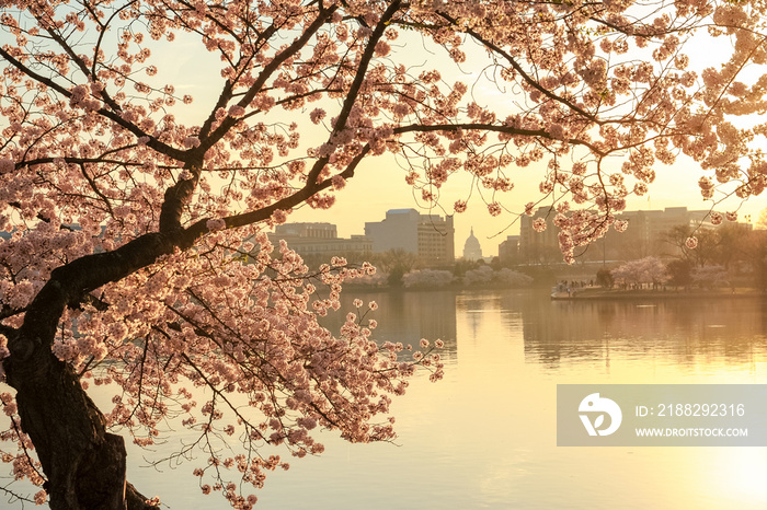 Washington DC Cherry Blossoms by US Capitol