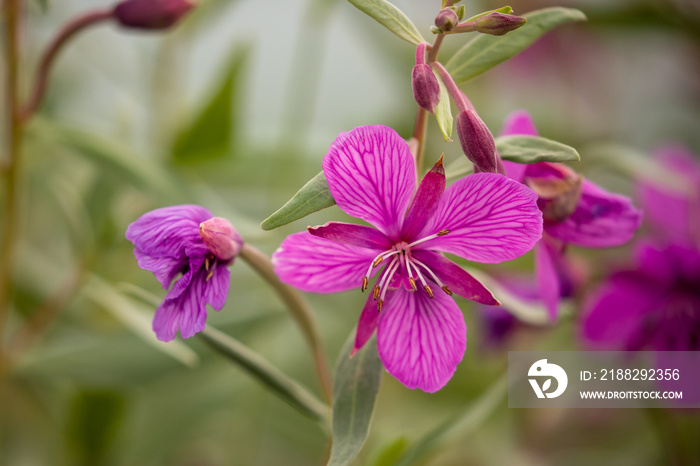 Fireweed along the Alaska Highway