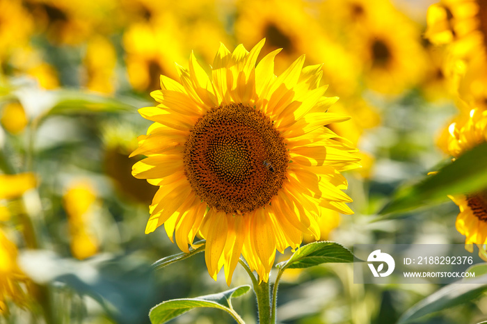 Bee on sunflower