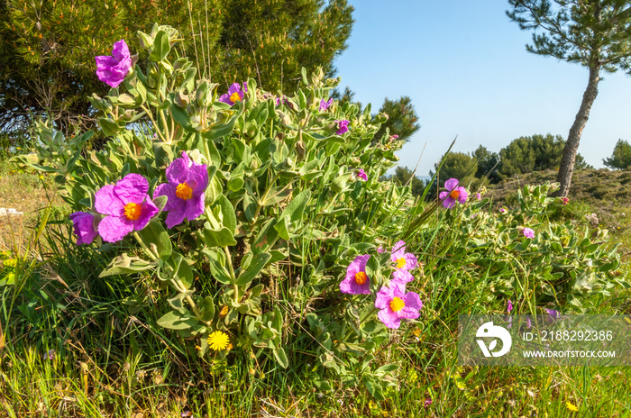 Large flowers of cottony cistus (cistus albidus) in the Provencal scrubland in spring.