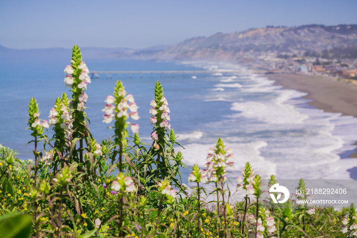 Mediterranean Linseed (Bellardia trixago), Mori Point, Pacifica, San Francisco bay area; invasive in California