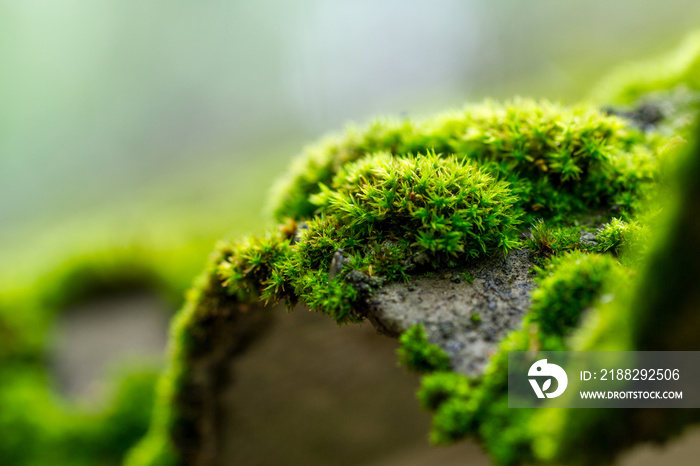 Moss on a tree in the forest