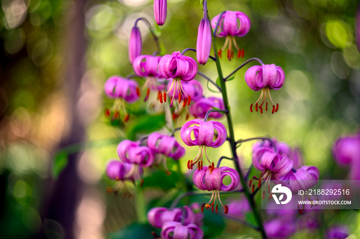 Curly lily or Martagon, Lilium martagon, pink flower