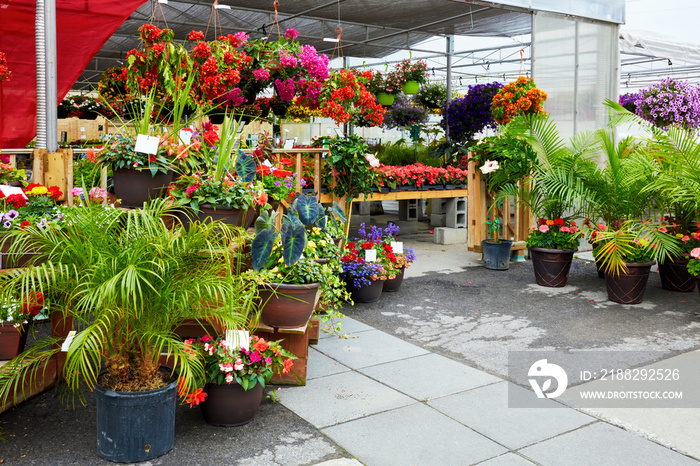 Colorful flowers and green plants in pots for garden and home decoration at the flower market