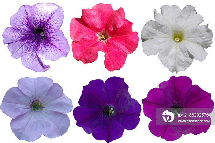 Multicolored petunia flowers on a transparent background