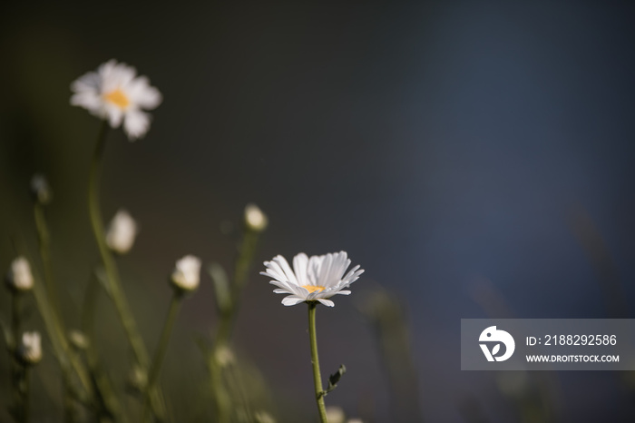 wild daisies growing in a field