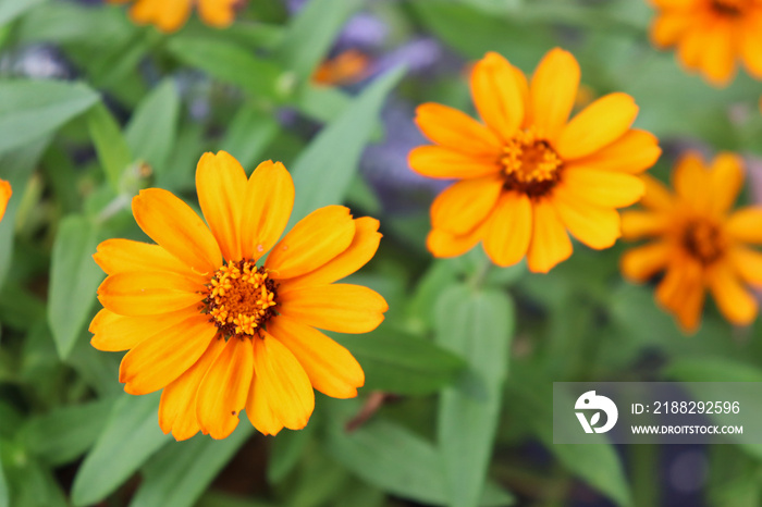 Close-up of three orange zinnia flowers (possibly Zinnia haageana or Zinnia angustifolia).