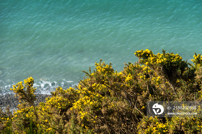 Scotch Broom Blooming Yellow on a Puget Sound Washington Cliff Side