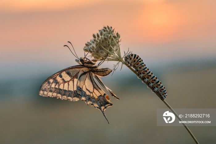 Schmetterling in der Natur - butterfly in nature - papillon dans la nature