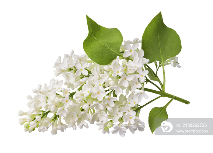 Branch of white lilac flower with fresh leaves isolated on white background.