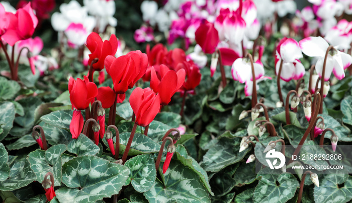 Variety of potted cyclamen persicum plants in the flowers bar.