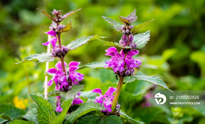 Lamium purpureum, known as red dead-nettle, purple dead-nettle, or purple archangel, is a herbaceous flowering plant of the Lamiaceae family. Cut-Leaved Dead-Nettle (Lamium purpureum). Flower Closeup.