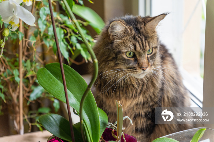 maine coon cat on a windowsill with decorative flowers