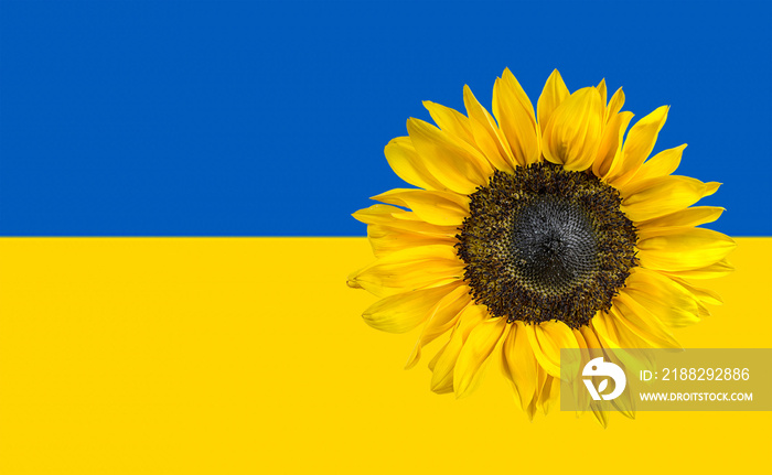 Yellow sunflower on Ukraine flag