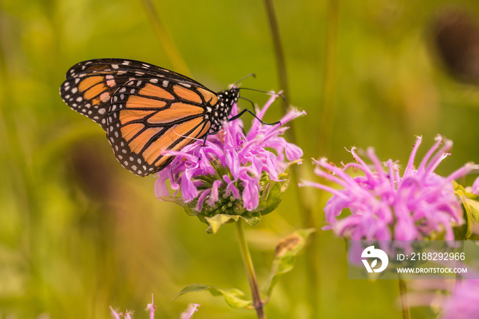 Monarch Butterfly on Bee Balm Wildflower