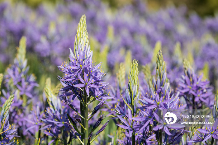 Spikey blue Camassia flowers in springtime, growing in the grass in a garden in Wisley, near Woking in Surrey UK.