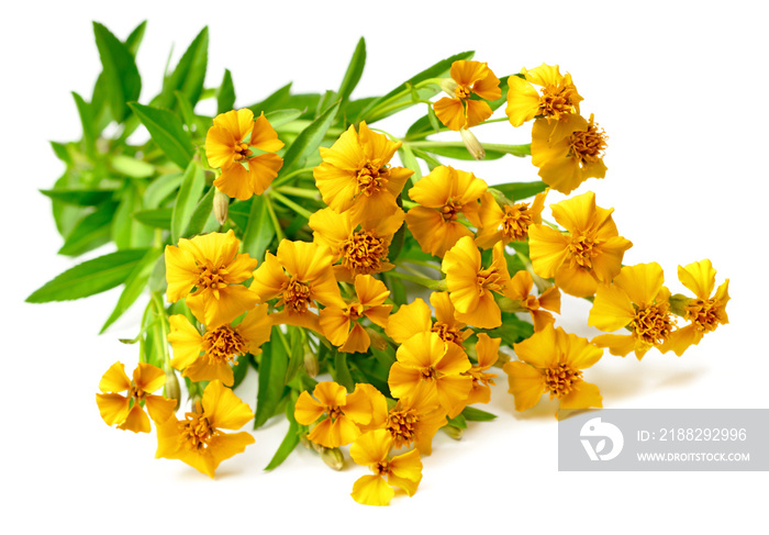 bunch of fresh Mexican tarragon flowers isolaed on white background