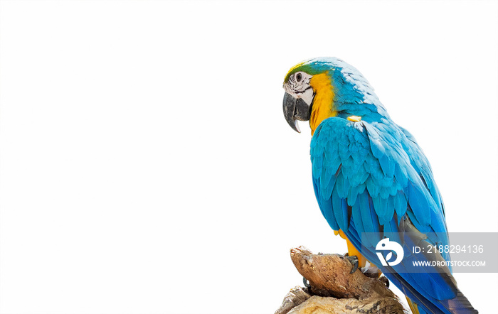 Close up Blue and Gold Macaw Perched on Branch Isolated on White Background with Copy Space and Clipping Path