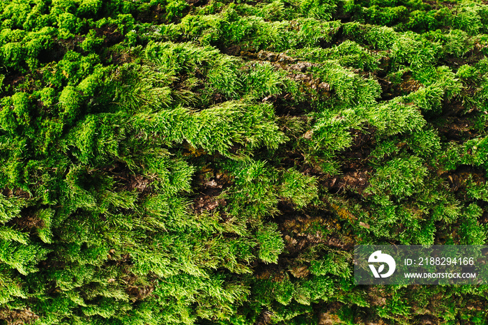 Green moss closeup texture. Forest ground macro background. Moss growing on tree bark. Turf texture. Foliage green plant pattern. Lichen detailed macro backdrop. Tree trunk texture.