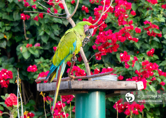 Captive Released Military Macaw (Ara militaris) at a Feeding Station in Jalisco, Mexico