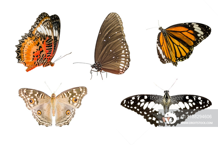 various butterfly isolated on white background with clipping path