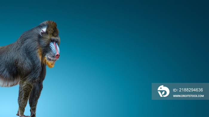 Banner with portrait of a mature alpha male of colorful African mandrill at smooth gradient blue background with copy space, closeup, details