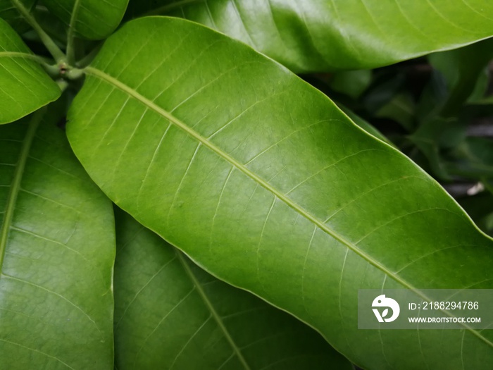 Close-up of mango tree leaves