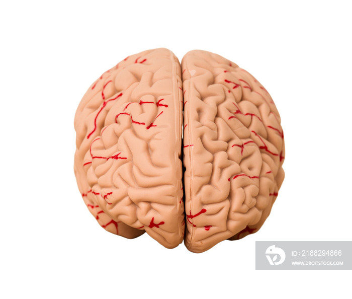 Realistic brain isolated cutout background