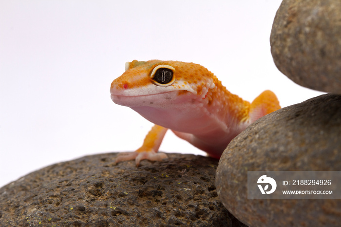 Leopard Gecko on white background