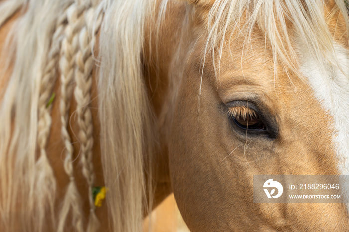 Portrait of a horse. A beautiful relaxed palomino quarter horse. Closed eye. Calm no stress