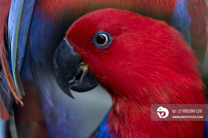 Closeup macaw feathers