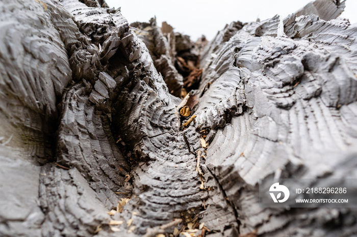 Damage caused by storm VAIA in the Belluno Dolomites National Park, Detail of a broken section of a trunk with concentric circles. Monte Avena, province of Belluno, Italy