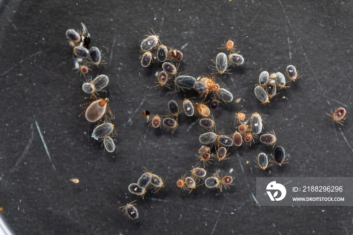 Close up Dog ticks and Flea under microscope for study in laboratory.