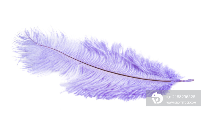 color ostrich feather isolated