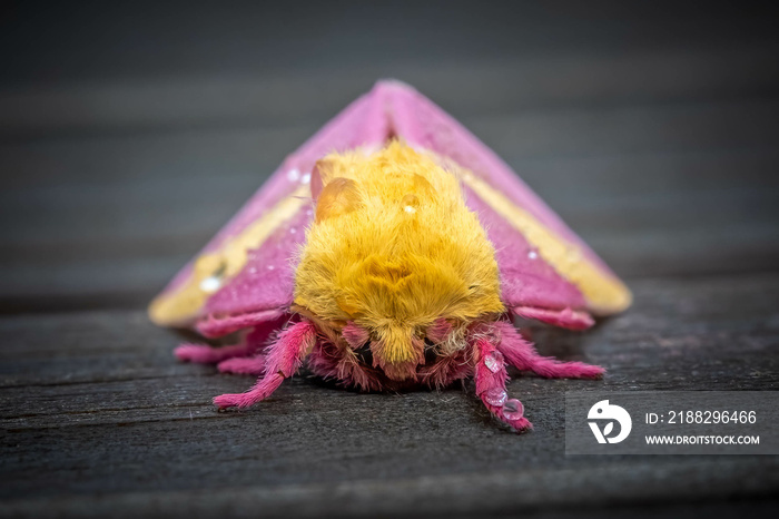 Frontal view of a Rosy Maple Moth (Dryocampa rubicunda), which resembles a cute stuffy toy. Raleigh, North Carolina.