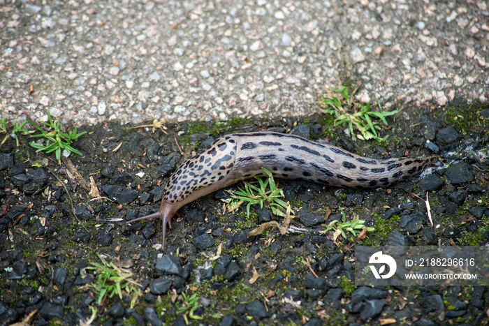 Closeup of leopard slug on the floor on top view