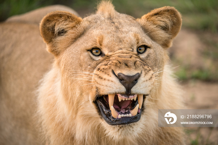 A dramatic close up of a snarling lioness, baring her teeth and canines, taken in the madikwe game Reserve, South Africa.