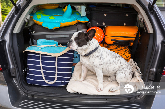 French bulldog sit in the car trunk with luggage ready to go for vacations.