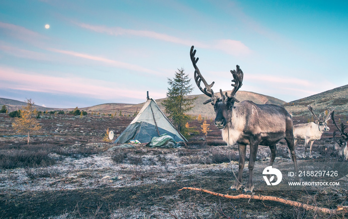 magnificent white rein deer in northern Mongolia