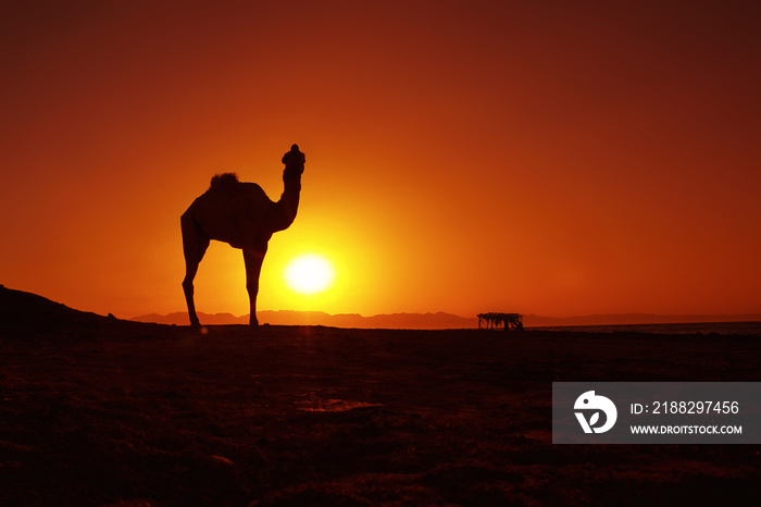 Sunrise and camel in Dahab, Egypt